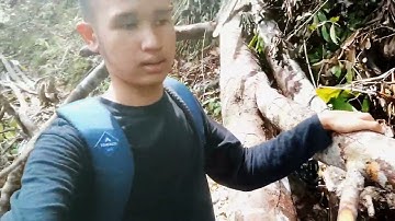 AIR TERJUN TERSEMBUNYI,ARTER SAMPULAN,MUARA TUHUP, KALIMANTAN TENGAH✨
