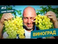 Виноград. Кама Тамагы.