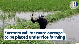 Farmers call for more acreage to be placed under rice farming
