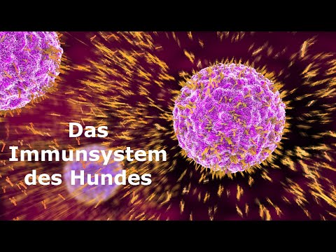 Video: Das Immunsystem des Hundes