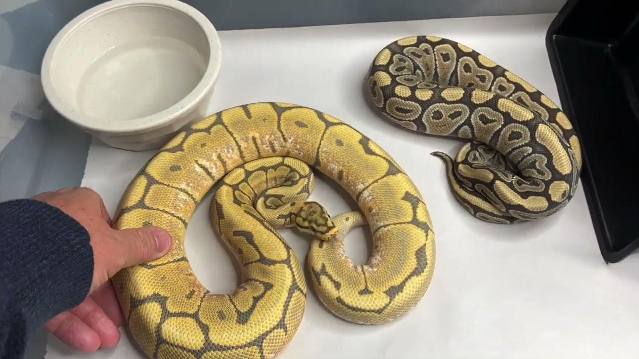 Why Won't My Snake Eat??? YouTube