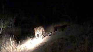 Rare Encounter of Leopard In The Dark