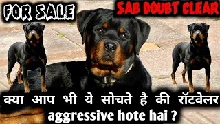 Rottweiler dog for sale || beautiful quality || full friendly || |@EynathegsdLife
