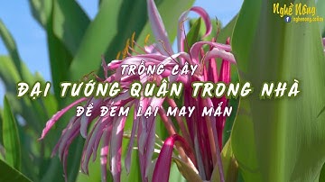 Cây đại tướng quân kiểng trang trí có vị thuốc