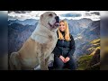 THE ALABAI - 'WOLF CRUSHER' - CENTRAL ASIAN SHEPHERD DOG の動画、YouTube動画。