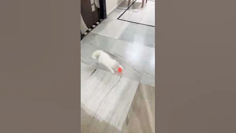 Video 11453781: ball persian cat, persian cat playing, adorable persian cat, cats catlover, cute cat, funny cat