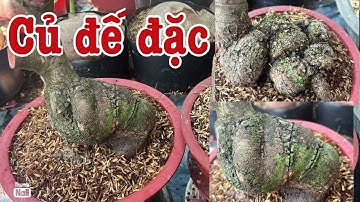 Gốc nhớt rút cốt bệ đế nở khối cục lh 0766765975