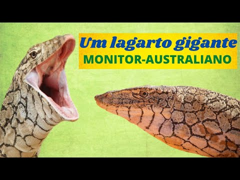 Vídeo: Onde vive o lagarto monitor gigante?