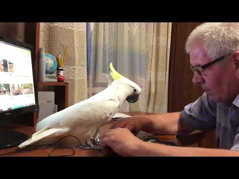 Video: Kuinka Pitää Papukaija Kakadu