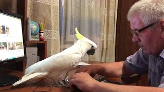 Какаду Кирюня, это не обычный попугай!🥸😜 Kakadu Kiryunya, this is no ordinary parrot for you.