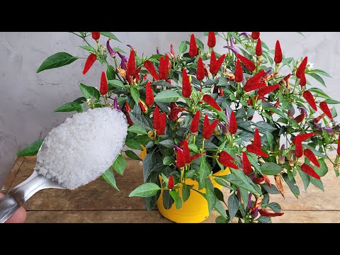 Vídeo: Você pode cultivar pimentas de cabeça para baixo - Plantando plantas de pimenta de cabeça para baixo