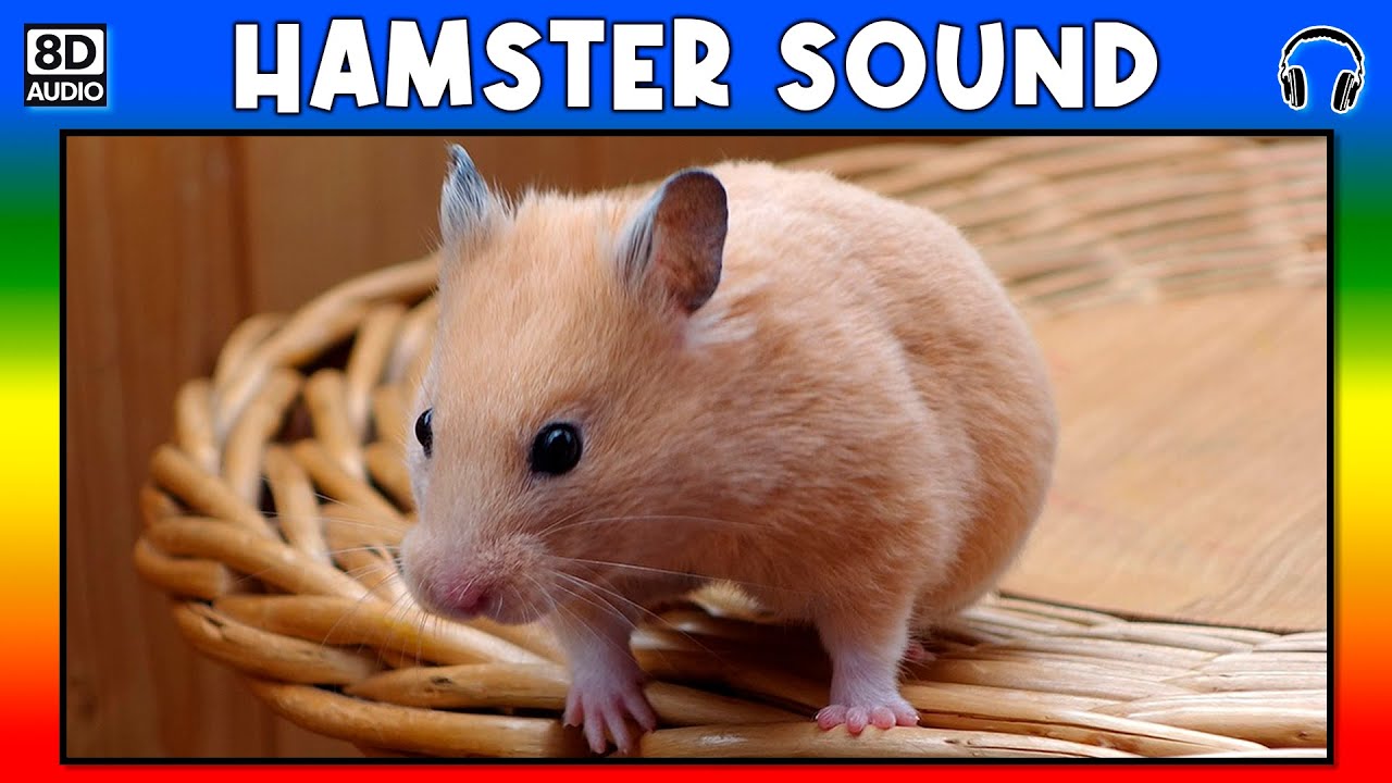 🐹 HAMSTER SOUND HAMSTER SOUND EFFECT SOUND OF HAMSTER NOISE OF