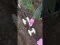 This Tool Makes Drip Tape Installation SO Easy! 🚜🌱