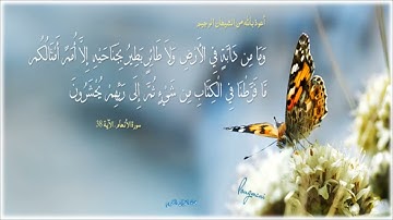 سورة الأنعام الآية 38 { وَمَا مِنْ دَابَّةٍ فِي الْأَرْضِ} الشيخ شعبان عبد العزيز الصياد