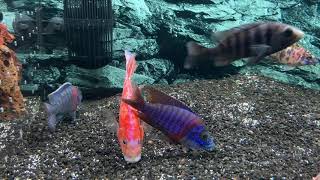 Showcase: Dragonblood Peacock Cichlid