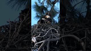 Eagle came with a fish to feed baby #wildlife #birds #birdworld #birdphotographer #dwarflab