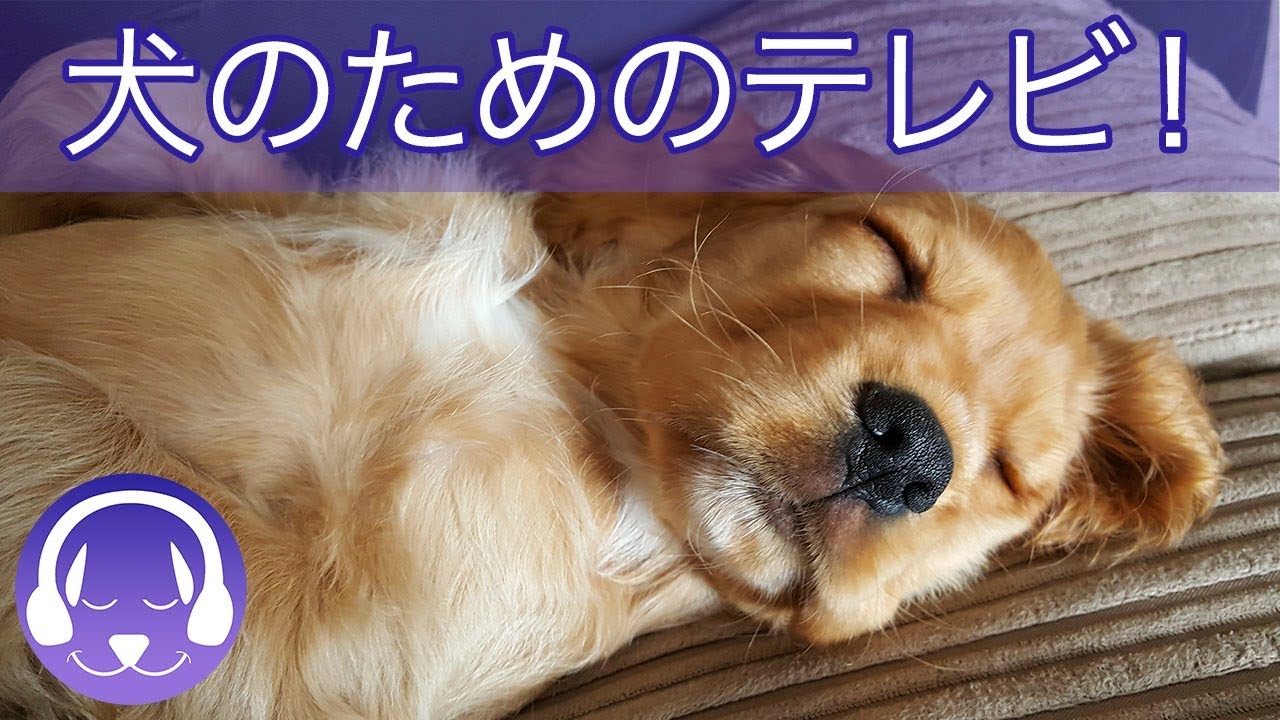 犬や子犬のテレビエンターテイメント！ 犬のための羊と牛！ YouTube