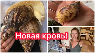 НОВАЯ УЛИТКА! ШИКАРНЫЕ ГЕНЫ! У НАС КЛАССНЫЕ НОВОСТИ!