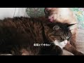 愛玩動物管理士勉強中sunoで作詞