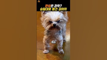 관상대로 사는 댕댕이