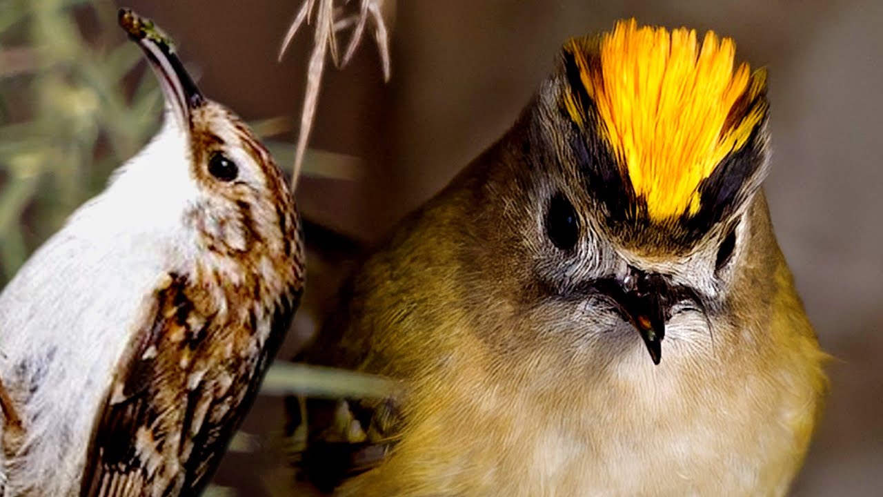 10 PÁJAROS de ESPAÑA que DEBES CONOCER Nombres, Cantos y Nidos | Cap. 4
