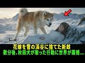 花嫁を雪の渓谷に捨てた新郎——数分後、秋田犬が取った行動に世界が震撼…