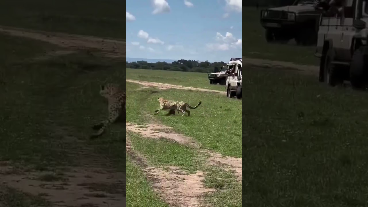 SERENGETI CHASE GOES FULL SEND!!! It was pure cinema!  #tourismnewsafrica