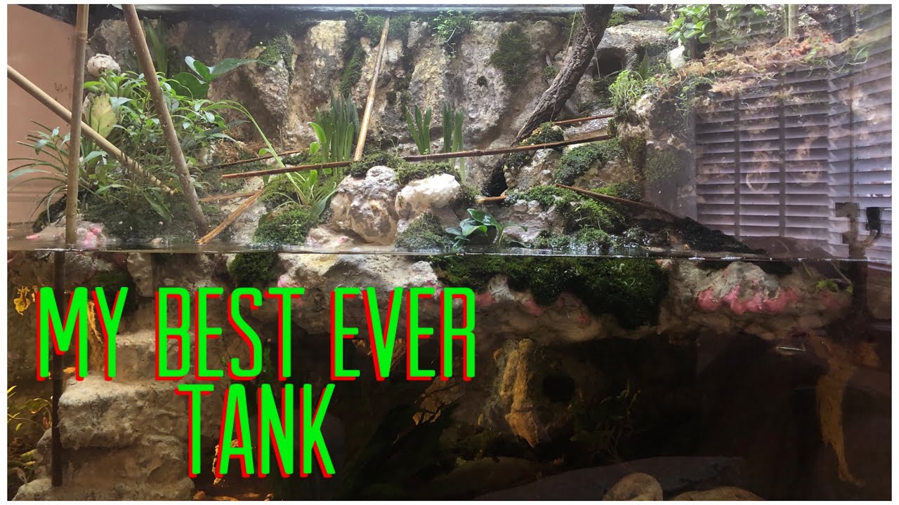 How to build the best paludarium ever