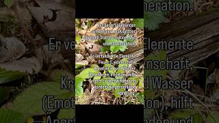 Feuersalamander: Lebe dein inneres Feuer #mut #transformation #regeneration #krafttier #schamanin