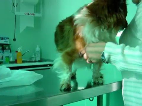 Video: Buco Nella Trachea Nei Cani