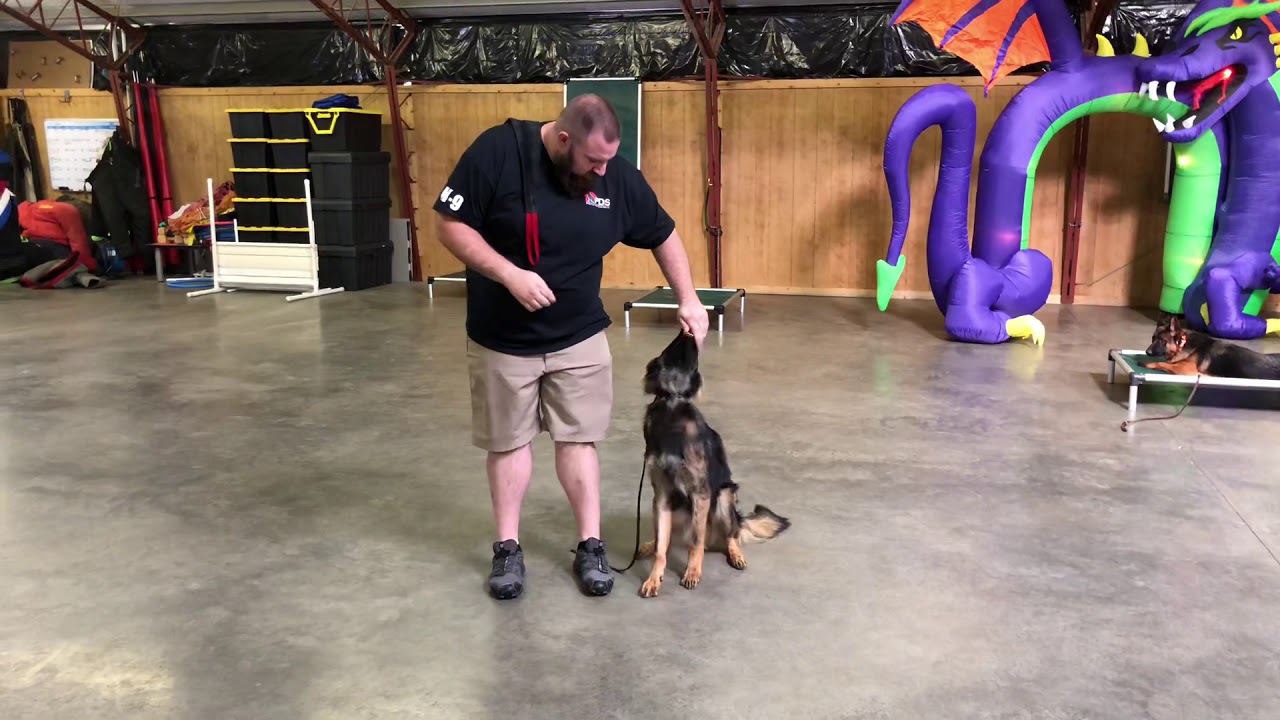 video phone beyonce mp3 Striker von Prufenpuden 9 Mo's Obedience Sable German Shepherd Trained Dog For Sale