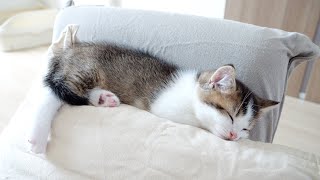 Fifi the kitten sleeping after being tired of playing is adorable...