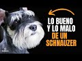 🐶 VENTAJAS Y DESVENTAJAS DE TENER UN SCHNAUZER MINIATURA