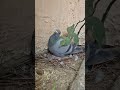 Priyanka Singh is live