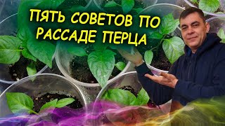 Рассада перца растет на глазах! Пять советов как вырастить рассаду перца. Выращивание рассады перца.