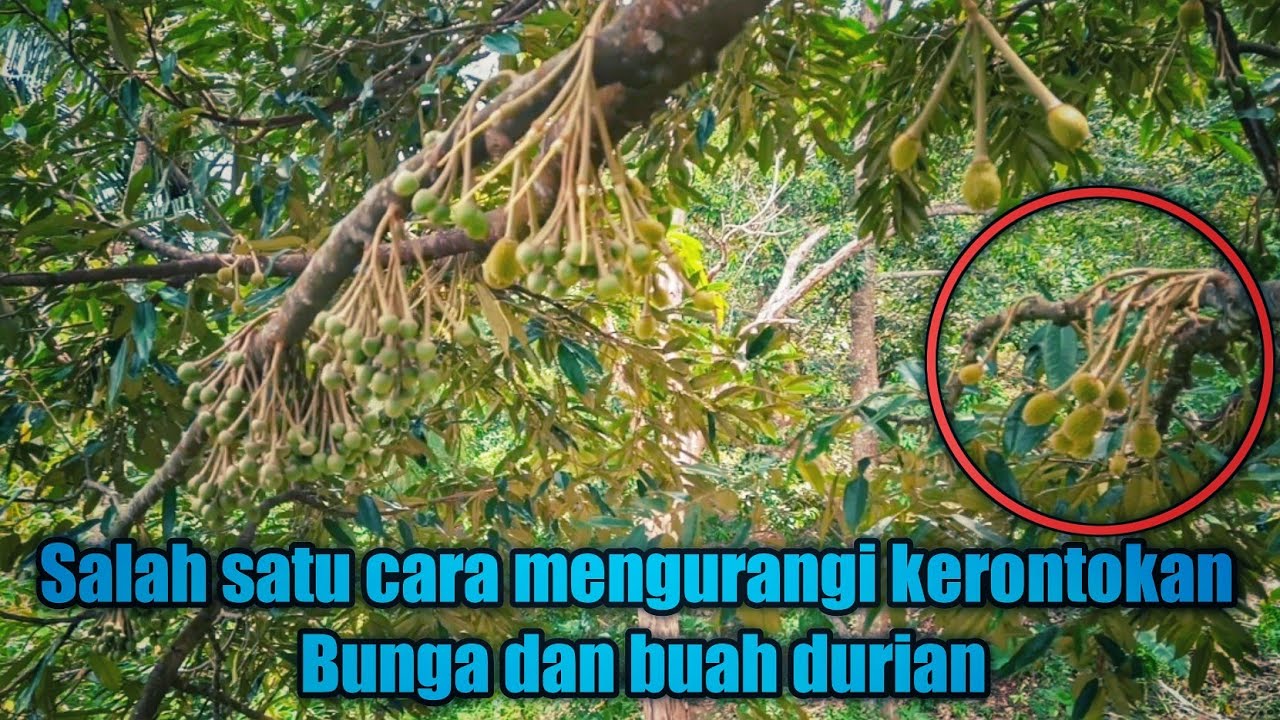 Penyemprotan untuk mengurangi kerontokan bunga dan buah durian 