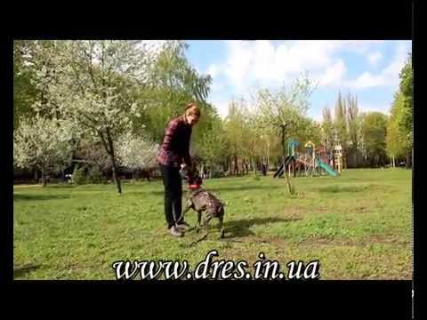 Пес не слышт команд при собаках!