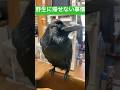 のんびりまったりなカラスのハッピーライブ ハイライト/ハッピーを野生に帰せない事情の話