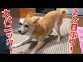 お姉ちゃんが来たら柴犬が大喜びしすぎてみんな大笑い!帰る時は寂しい shiba inu