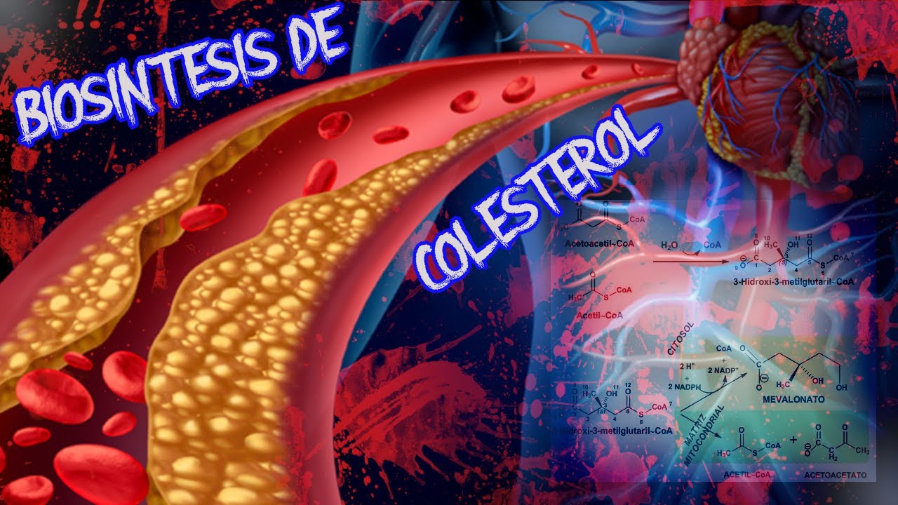👉BIOSINTESIS DE COLESTEROL FACIL✔ - BIOQUIMICA