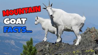 Top 10 Rocky Mountain Goat Facts  Fast Facts