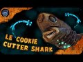 Ce requin bioluminescent qui attaquait les sousmarins  le cookie cutter shark curiocean 19