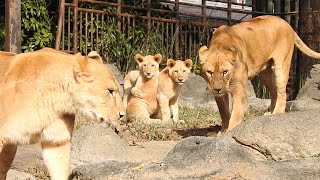 リリ花ママを追いかけるさくら。ライオン親子三世代が見られるとべ動物園にて。