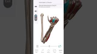 Anatomy:Muscles Movement:Hand digits Flexion #shorts