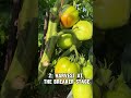 When To Harvest Tomatoes   #roomtogrow #garden #growgreen #growsomefood #gardengurus   #gardentips