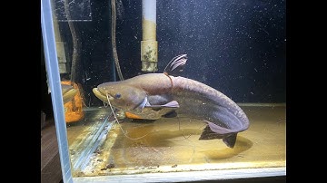 Cá Nheo Tapal  Săn Mồi NTN? (Jerry Tý)