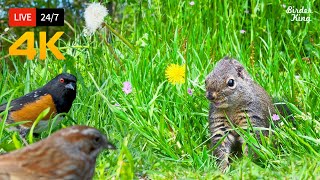 🔴 24/7 LIVE: Cat TV for Cats to Watch 😺 Beautiful Birds Squirrels and Flowers 🐦 4K Cat Games