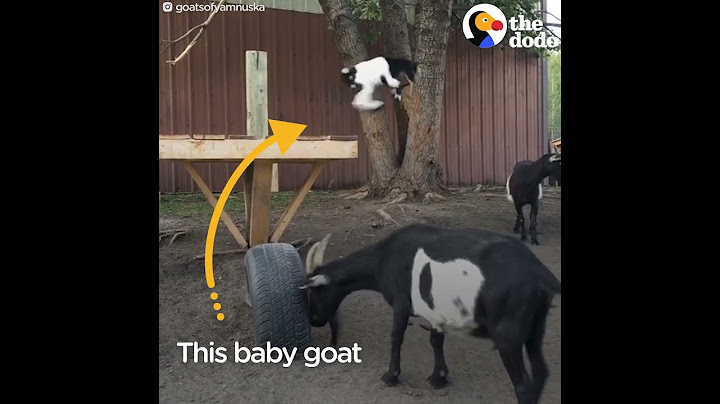 Baby Goat Befriends Geese Gaggle  | The Dodo
