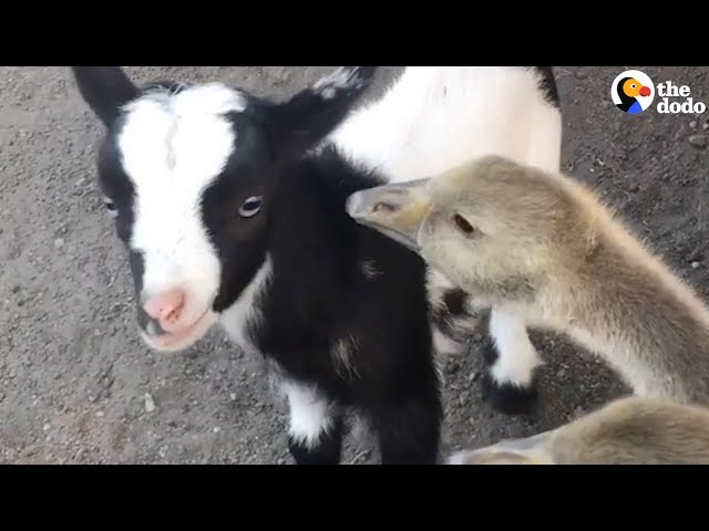 Baby Goat Befriends Geese Gaggle  | The Dodo