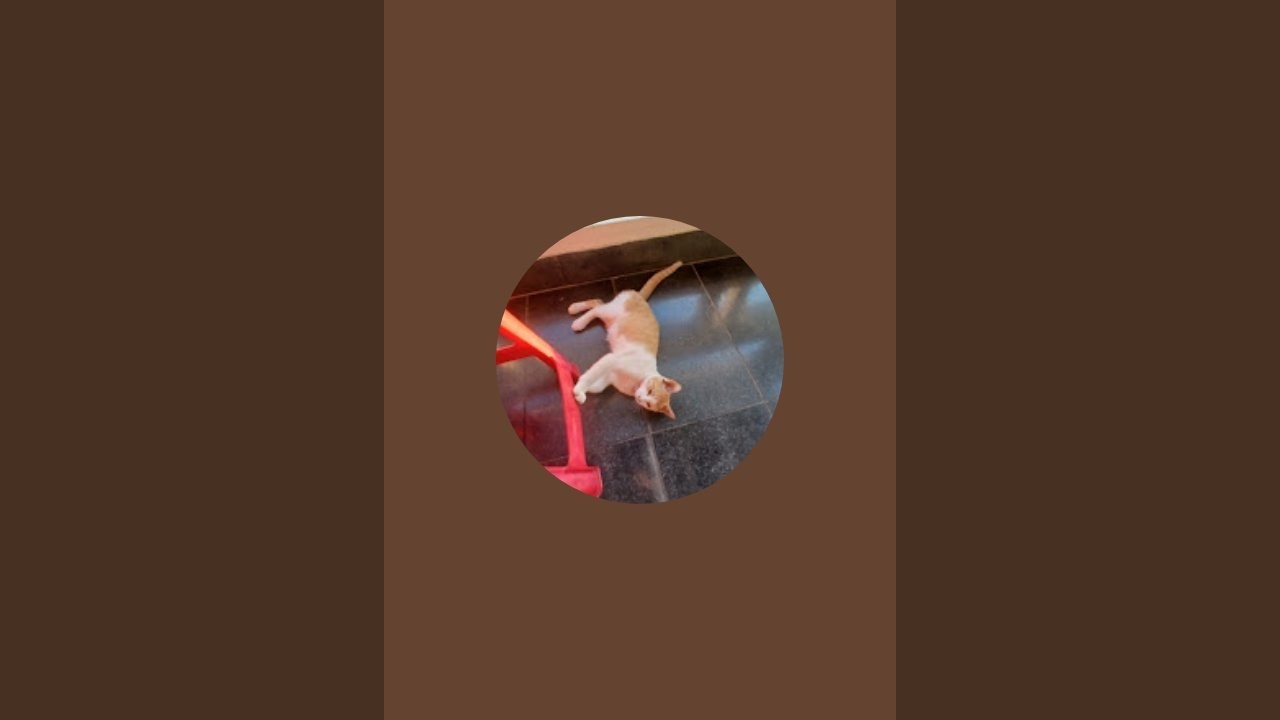 총덕후 , 우리집 똘이  라이브 스트리밍 중